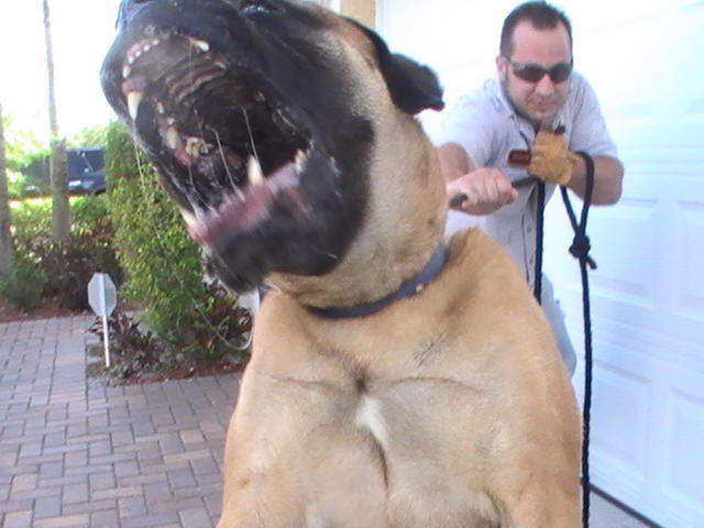 South Florida Dog Trainers - K9 ADVISORS Dog Training