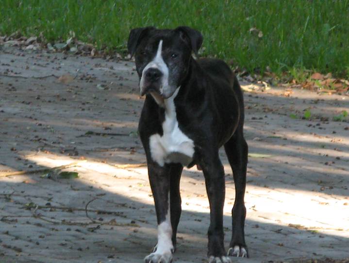 Lost Dog Miami Area - Reward