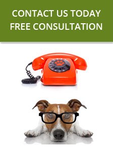 Contact K9 Advisors - Free Consultation