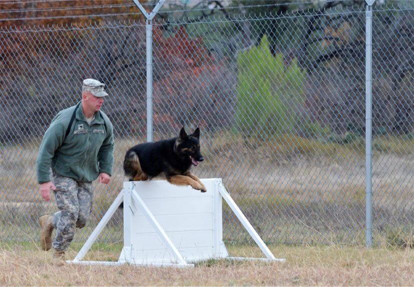 Police Dog Training