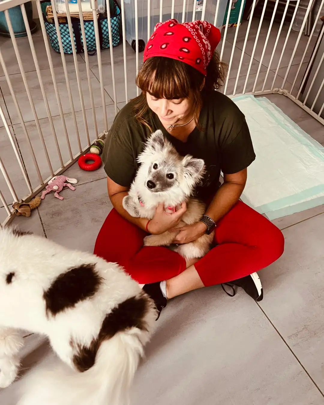 K9 Advisors Professional Dog Trainers