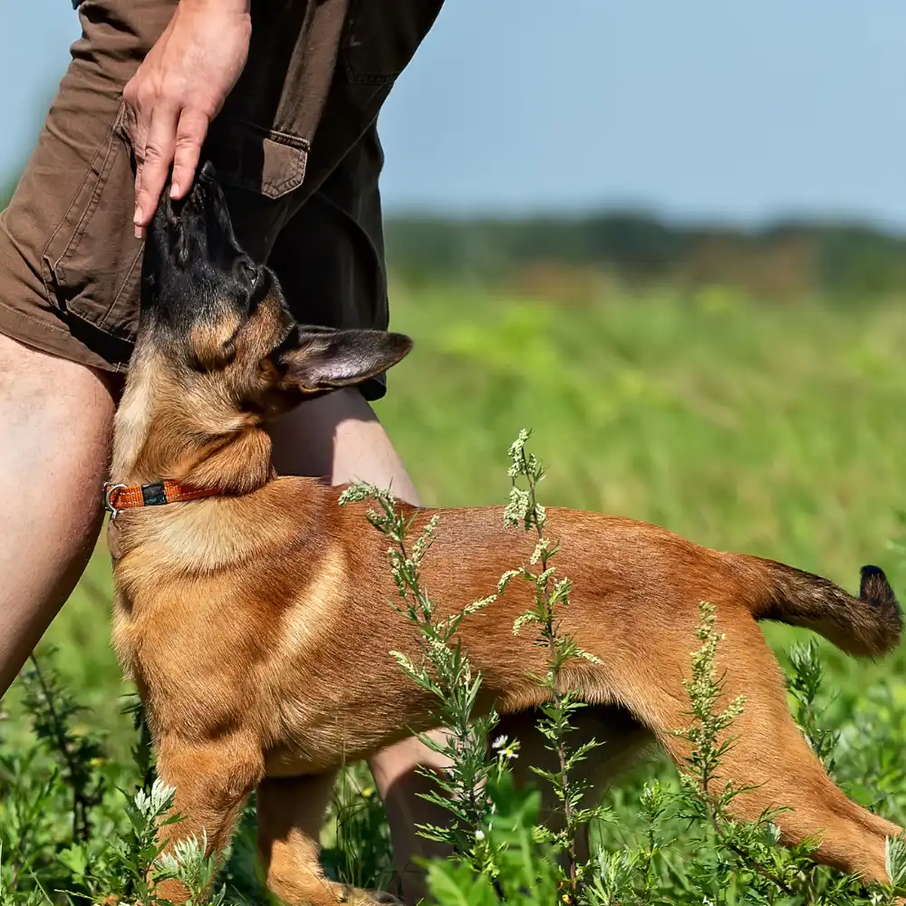 Dog Obedience Training