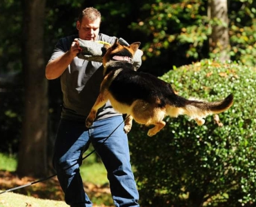 Protection Dog Training Peachtree Georgia