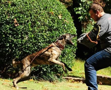 Protection K9 training Peachtree Georgia