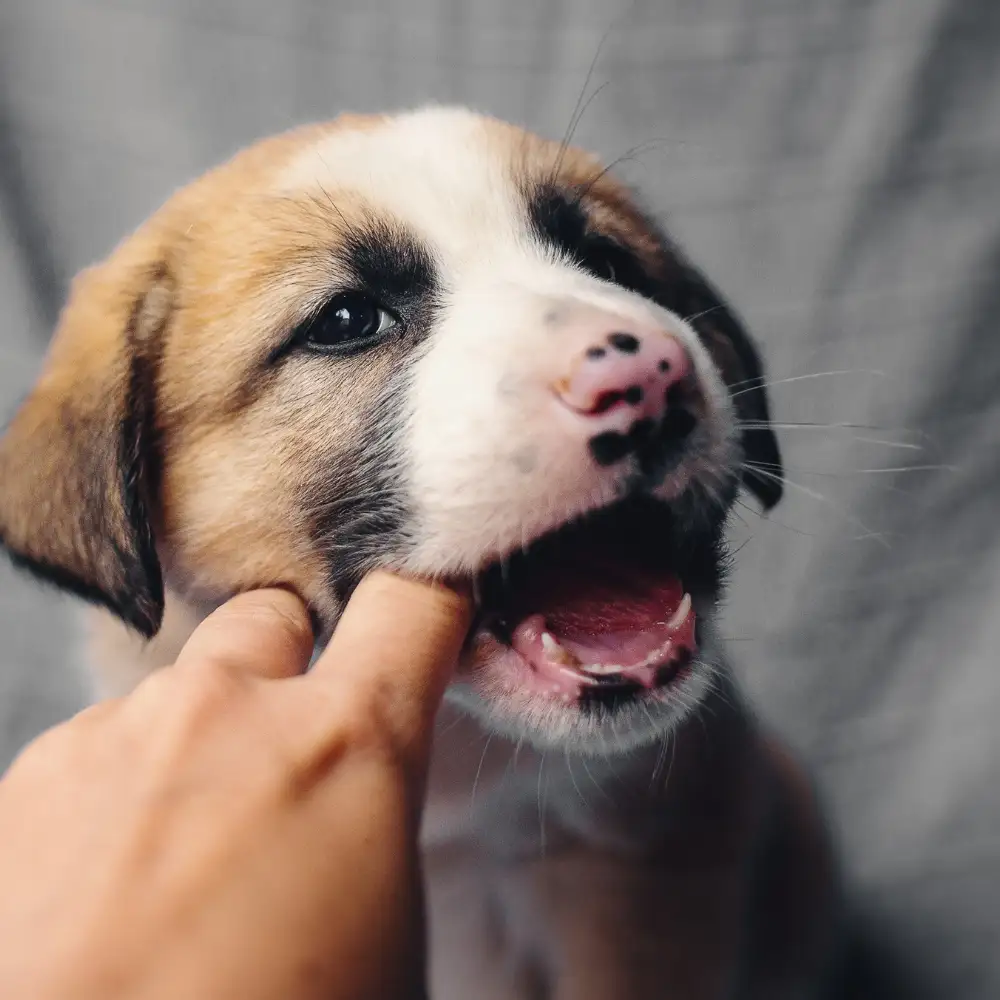 puppy-biting-mouthing