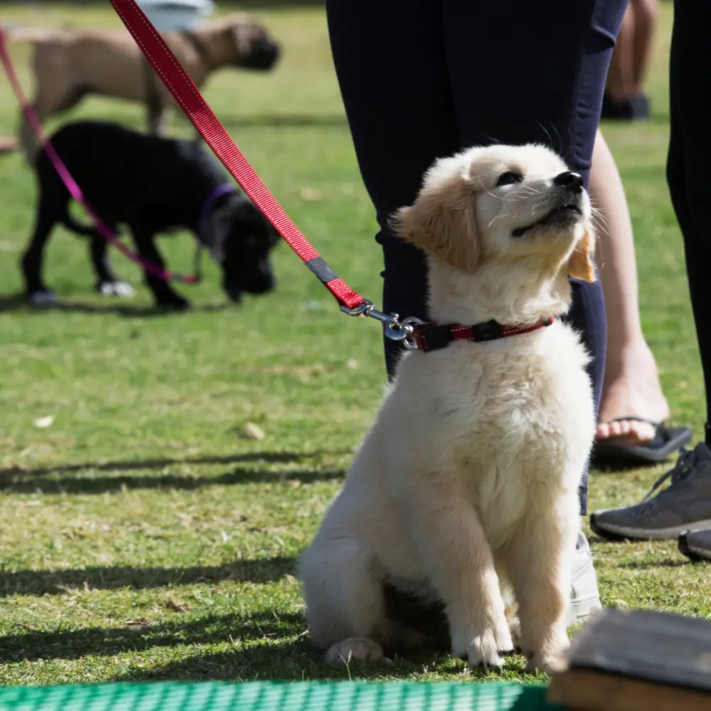 puppy-socialization
