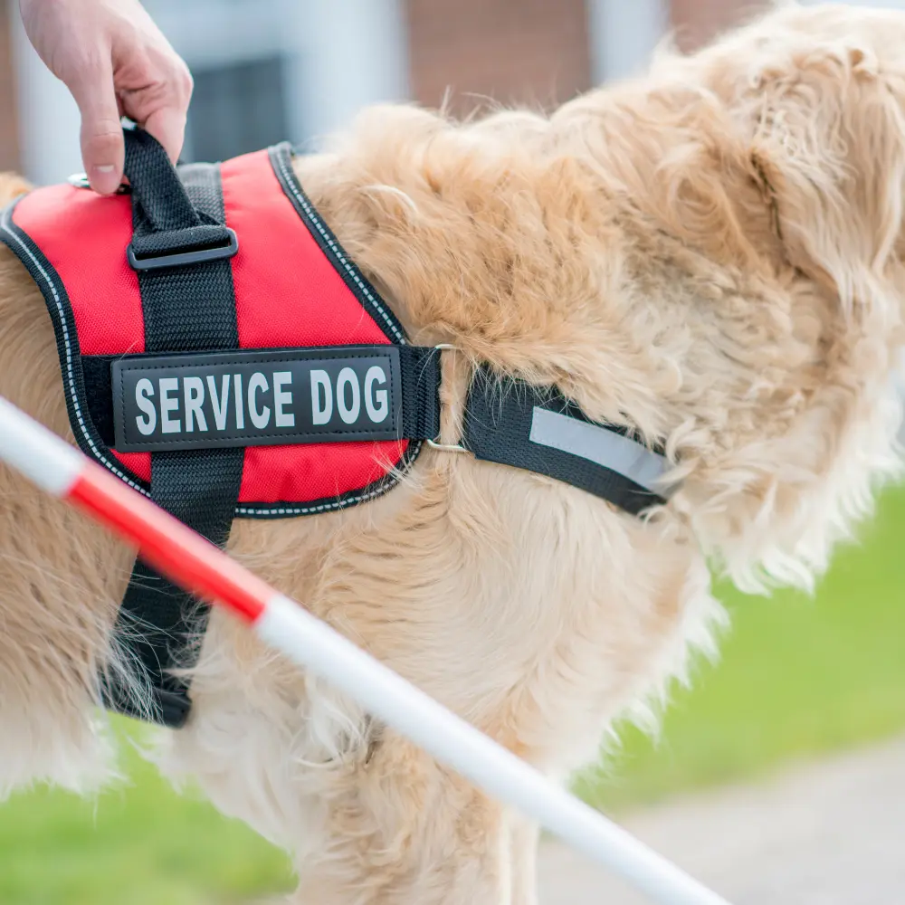 Service Dog Training