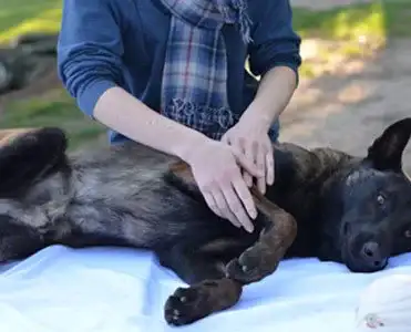 Service Dog Training